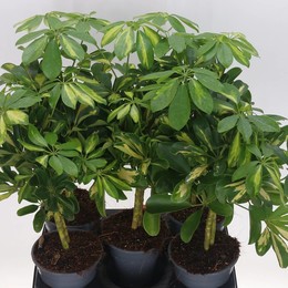 Шеффлера АР Золотая Капелла ( Schefflera Ar Gold Capella ) W 14 см H 45 см