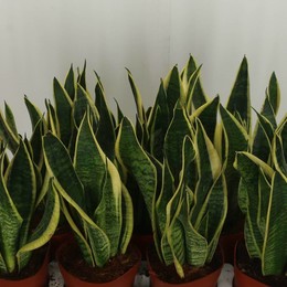 Сансевиерия Будущего Суперба ( Sansevieria Futura Superba ) W 14 см H 50 см