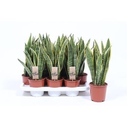 Сансевиерия Лаврентий ( Sansevieria Laurentii ) W 14 см H 50 см