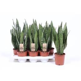 Сансевиерия Зейланика ( Sansevieria Zeylanica ) W 14 см H 50 см 2
