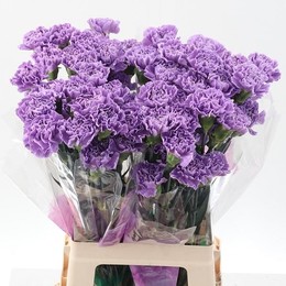 Dianthus St Florigene Moonaqua (Гвоздика Флориджен Мунаква) В70