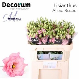 Eustoma dbl Alissa Rose (Эустома дбл Алисса вайт) В72