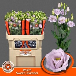 Eustoma G Rosita Sweet Lavender (Эустома Свит Лавандер) В72