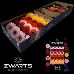 Gerbera Black Box Exclusief G (Гербера Бокс Эксплюзив Микс) В45