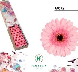 Gerbera mini Jacky (Гербера Жаки)