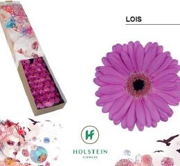 Gerbera mini Lois (Гербера Kjbc)