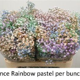 Gypsophila Tinted Mix ( Гипсофила Тинтед Микс) Tiffany