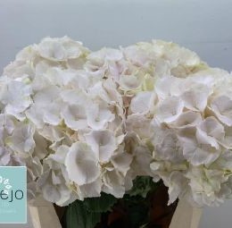 Hydrangea M Sweet Verena (Гортензия Свит Верена) В80