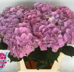 Hydrangea Mag Royal Benefit(Гортензия Роял Бенефит)В80