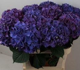 Hydrangea Rodeo Paars (Гортензия Родео Паарс)В80
