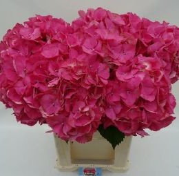 Hydrangea sibilla red (гортензия Сибилла ред)В50