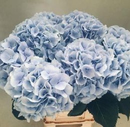 Hydrangea Verena blue (Гортензия Верена блу) В80