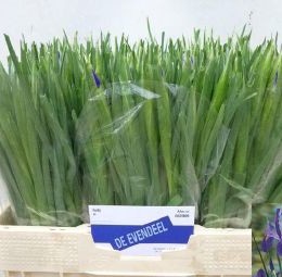 Iris Blue Magic (Ирис Блу Меджик) В50
