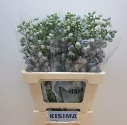 Leucanthemum vulgare (Ромашка вулгаре) В60