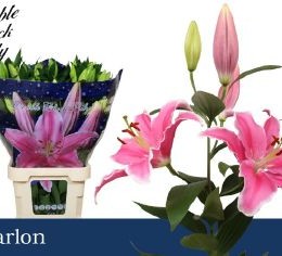 Lilium Or Marlon (Лилия ор Марлон)