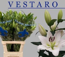 Lilium Or Vestaro (Лилия ор Вестаро)
