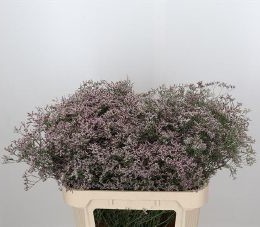 Limonium Oshi Pink (Лимониум Ош Пинк) В80