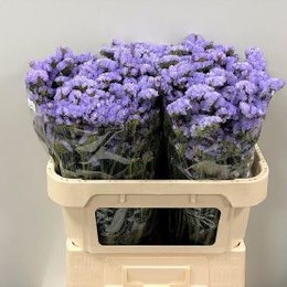 Limonium S Donau Birds (Лимониум Статица Дона Бердс) В75