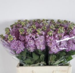 Matthiola Mathilda Pink (Маттиола Матильда Пинк) В60
