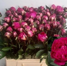Paeonia L Kansas (Пион Канзас) В60