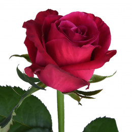 Rosa Gr Shangrila (Роза Гр Шангрила) В50 (MKSH)