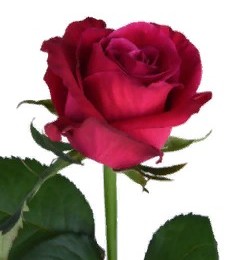 Rosa Gr Shangrila (Роза Гр Шангрила) В70 (MKSH)