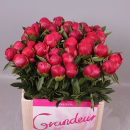 Paeonia Belgravia (Пион Белгравия) В50