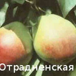 Груша Отрадненская