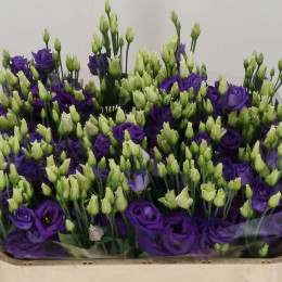 Eustoma G Meg Blue Flash (Эустома Мег Блу Флеш) В75