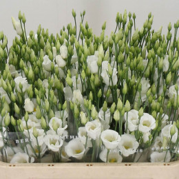 Eustoma En Piccolo White (Эустома Эн Пикколо Вайт) В75