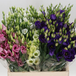 Lisianthus mix in bucket (Эустома Микс ин букет) В75
