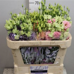 Eustoma Alissa mix in bucket (Эустома Алисса Микс ин букет) В65