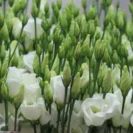 Eustoma En Piccolo White (Эустома эн  Пикколо вайт) В65