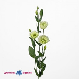 Eustoma En Piccolo Green Ex (Эустома Эн Пикколо Грин Экс) В75EX