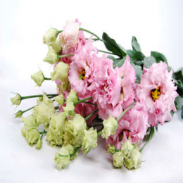 Eustoma Du Alissa Pink (Эустома Ду Алисса пинк) В60