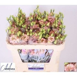 Eustoma du alissa light apricot(Эустома Ду Алисса лайт априкот) В70