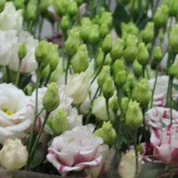 Eustoma Du Fleurel Pink (Эустома ду Флерел Пинк) В75EX