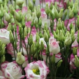Eustoma Du Hot Lips (Эустома ду Хот Липс) В75EX
