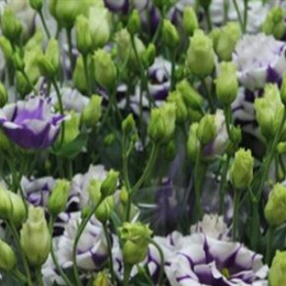 Eustoma Du Fleurel Blue (Эустома ду Флерел Блу) В75EX