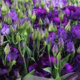Eustoma En Colorado Purple (Эустома Эн Колорадо Перпл) В60