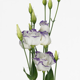 Eustoma du blue picotee(Эустома ду Блу пикоти) В72