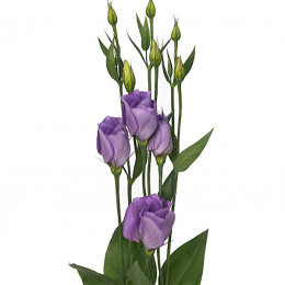 Eustoma En Fioretti lavender (Эустома Эн Фиоретти Лавандер) В75EX