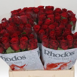 Rosa Gr Rhodos (Роза Гр Родос) В60 Subati