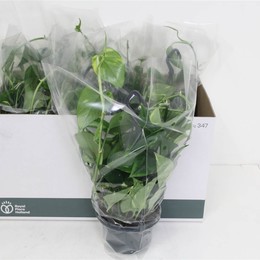 Висячий Эпипремнум ( Epipremnum Hanging ) W 15 см H 40 см