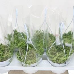 Сенецио Роулианус ( Senecio Rowleyanus ) W 14 см H см