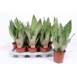 Сансевиерия Самогонный аппарат ( Sansevieria Moonshine ) W 14 см H 40 см