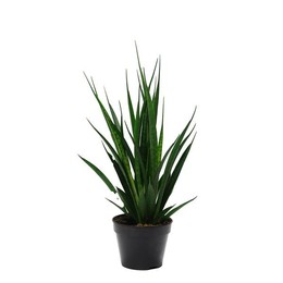 Сансевиерия Киркии "друзья" ( Sansevieria Kirkii 'friends' ) W 15 см H 45 см