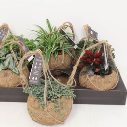 Коллекция Kokodama Smit Strin ( Kokodama Smit Collection Strin ) W 15 см H 25 см