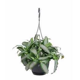 Подвесной горшок Murdannia Loriformus' яркая Звезда ' ( Murdannia Loriformus 'bright Star' Hangpot )