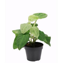 Сингониум "Ледяной мороз" ( Syngonium 'ice Frost' ) W 15 см H 40 см